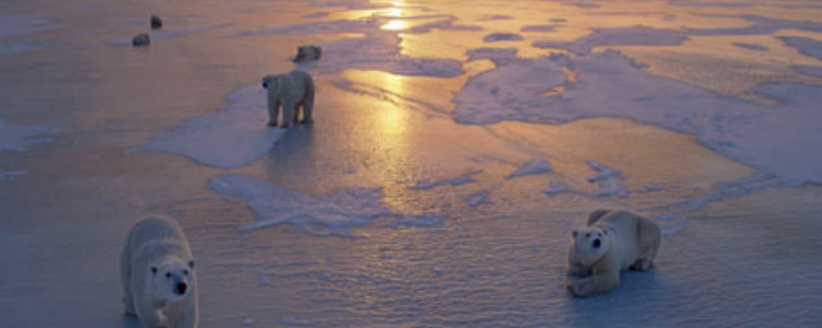 Collared Lemming - Arctic Polar Ecosystem (vonvon is a dweeb)