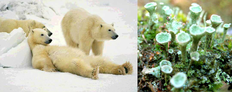 Collared Lemming - Arctic Polar Ecosystem (vonvon is a dweeb)